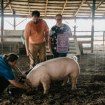 Swine-10