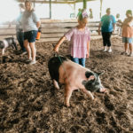 Swine-11