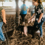 Swine-13