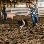 Swine-15