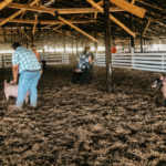 Swine-16