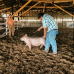 Swine-18