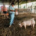 Swine-20