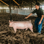 Swine-21