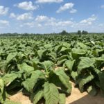 2021-corn-soybean-tobacco-fd-14-1-jpg