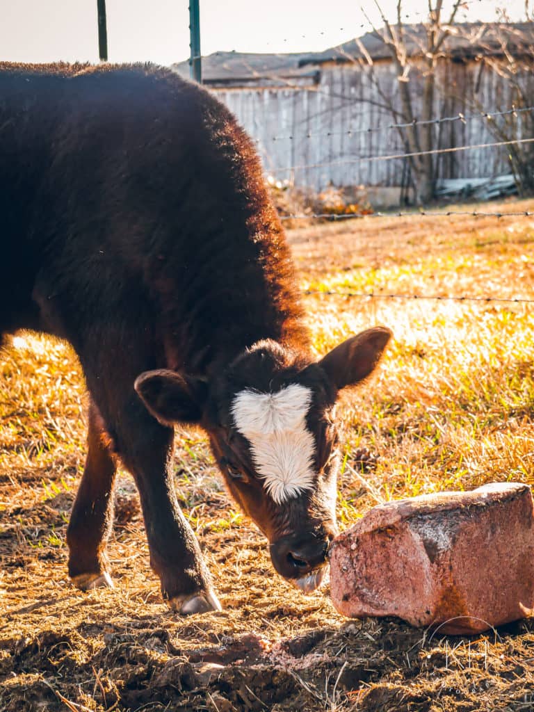 Photos Kentucky Cattle Ag News Kentucky