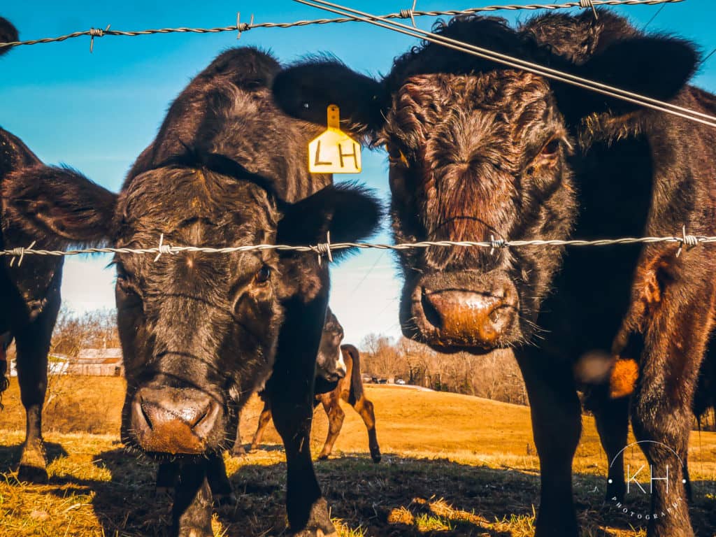 Photos Kentucky Cattle Ag News Kentucky