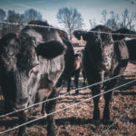 Cattle-07