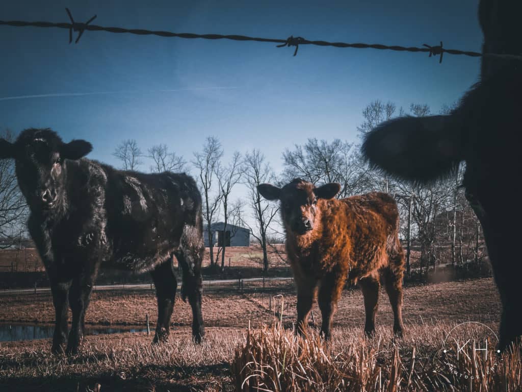 Photos Kentucky Cattle Ag News Kentucky