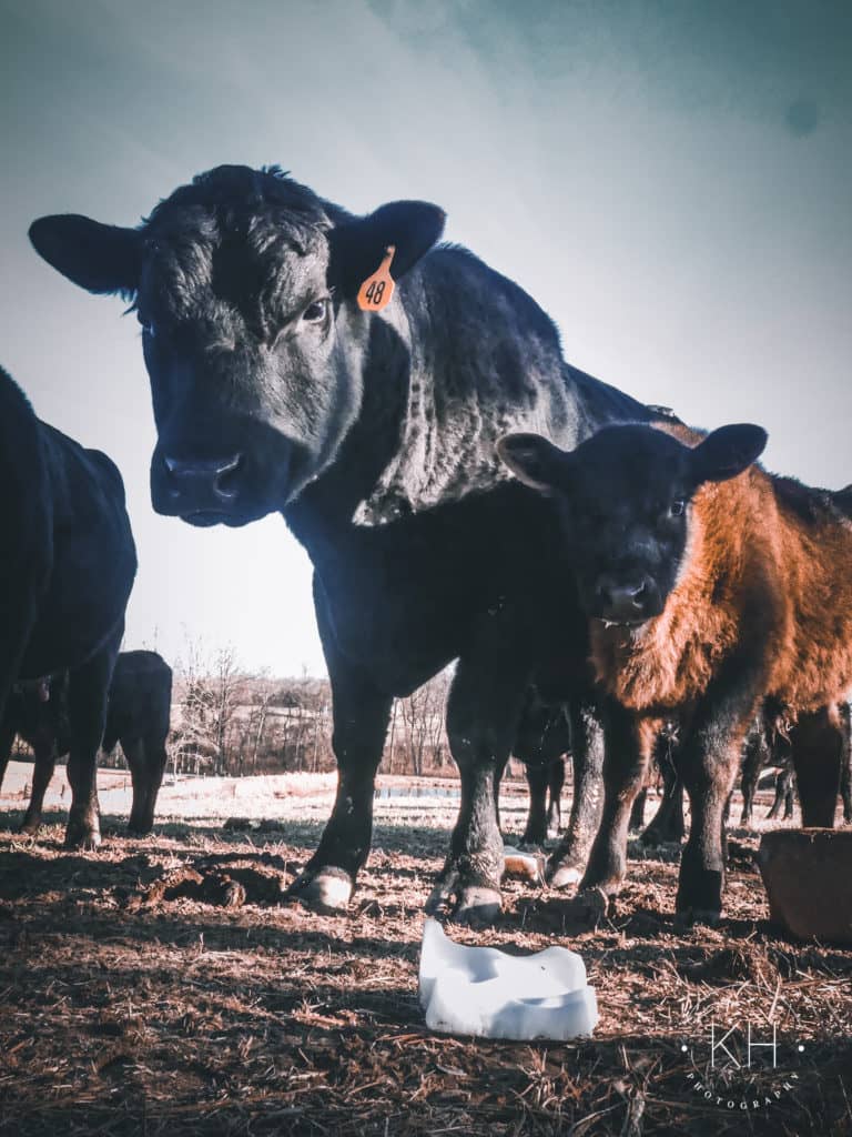 Photos Kentucky Cattle Ag News Kentucky