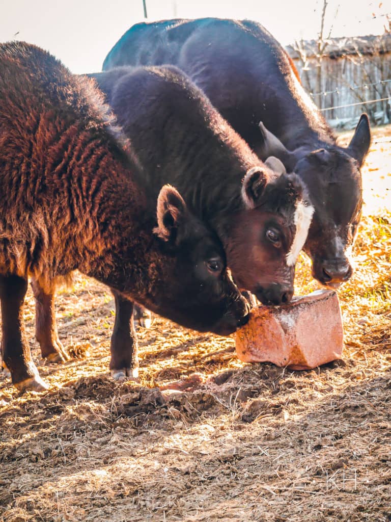 Photos Kentucky Cattle Ag News Kentucky