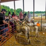 Petting-Zoo-1