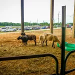 Petting-Zoo-2