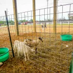 Petting-Zoo-3