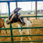 Petting-Zoo-4