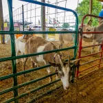 Petting-Zoo-5