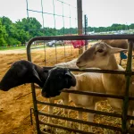 Petting-Zoo-6