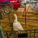 Petting-Zoo-8