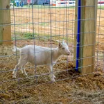 Petting-Zoo-11