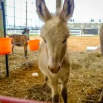 Petting-Zoo-12