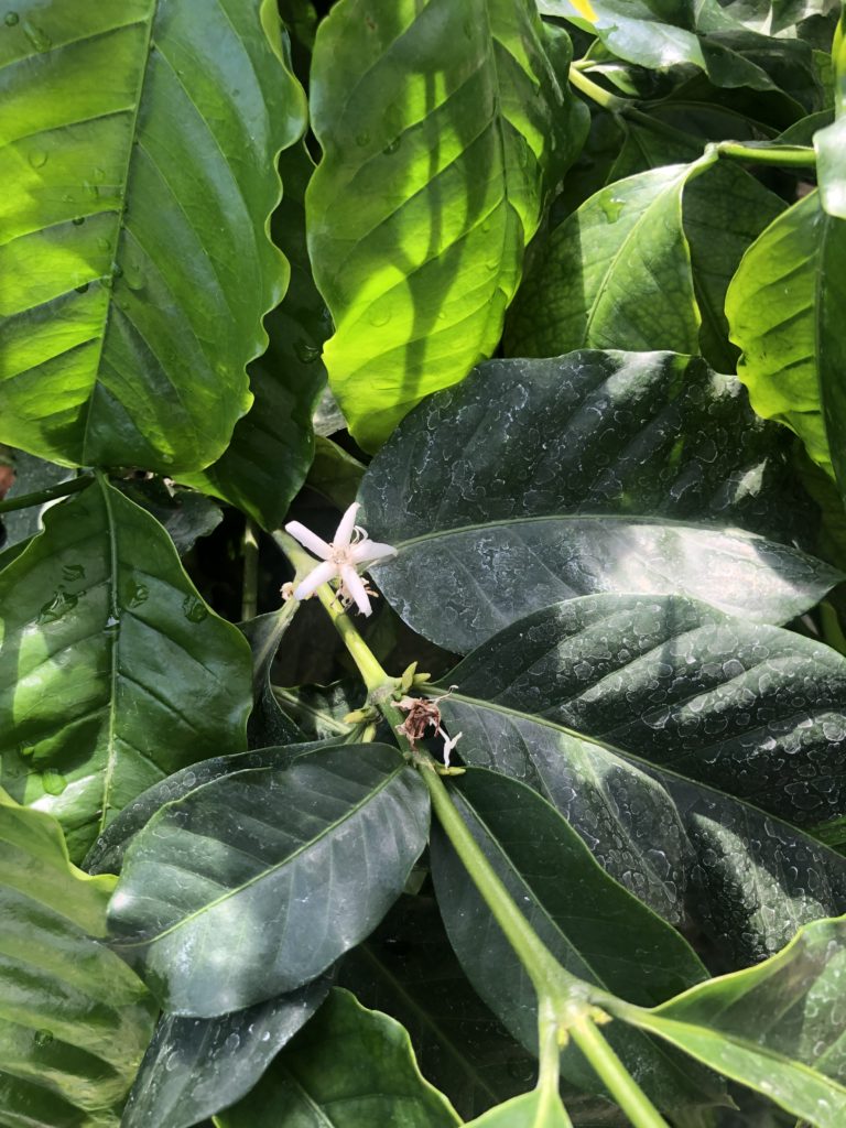 The Hidden Gem Of The Berea College Farm And Farm Store Ag News Kentucky