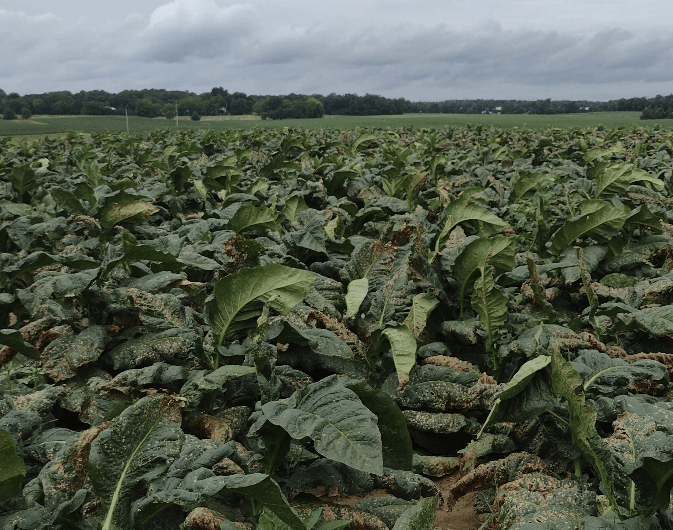 Angular Leaf Spot Affecting The 2023 Tobacco Crop Ag News Kentucky