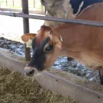 JD-Country-Milk-2