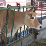 JD-Country-Milk-8