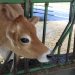 JD-Country-Milk-9