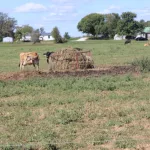 JD-Country-Milk-31