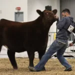 2024-ky-beef-expo-41