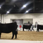 2024-KY-Beef-Expo-58