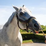 airdrie-stud05
