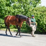 airdrie-stud12