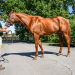 airdrie-stud19