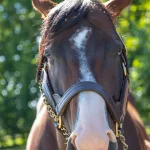 airdrie-stud16