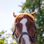 airdrie-stud23