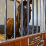 airdrie-stud36