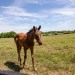airdrie-stud59