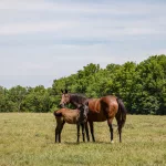 airdrie-stud53