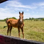 airdrie-stud55