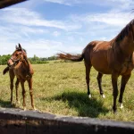 airdrie-stud57