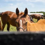 airdrie-stud66