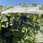 poca-terra-winery-13