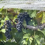 poca-terra-winery-14