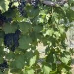 poca-terra-winery-17