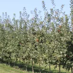 evans-orchard-140