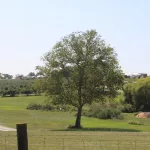 evans-orchard-158