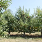 evans-orchard-171