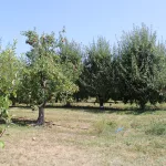 evans-orchard-174